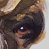 dog's eye