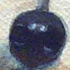 dog nose