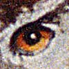 owl eye